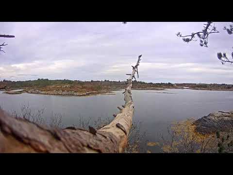 Live webcam view of Baron Blue White-Tailed Eagle Perch