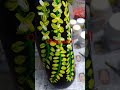 #vishu #vishueditz ##vishuspecialbottleart #വിഷു കണി 🙏🥰