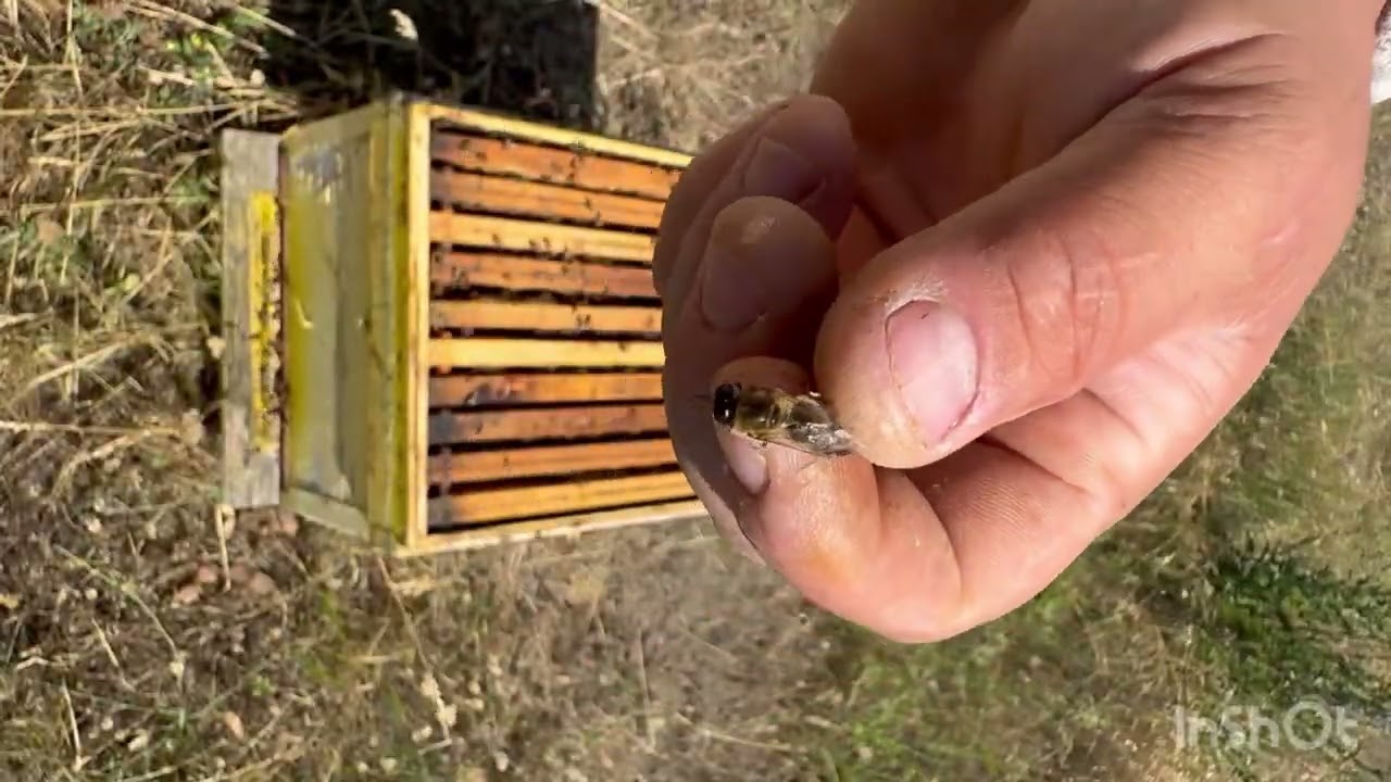 Puietul și VSH-ul coloniilor de albine!!