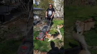 My Corgies Attacking The Lawn Mower