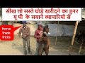 सस्ते घोड़े कैसे खरीदें How to buy Horses At cheap Price In Indian Horse market  Video घोड़ा विडियो