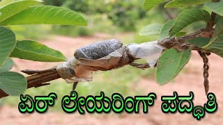 ಸಸ್ಯ ಕಸಿ ಮಾಡುವ ವಿಧಾನ| ಒಂದು ಮರದಿಂದ ಹಲವು ಸಸಿಗಳನ್ನು ತಯ್ಯಾರಿಸಿ| Grafting Techniques