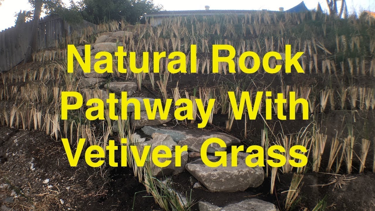 Vetiver Grass — Drylands Farming Company