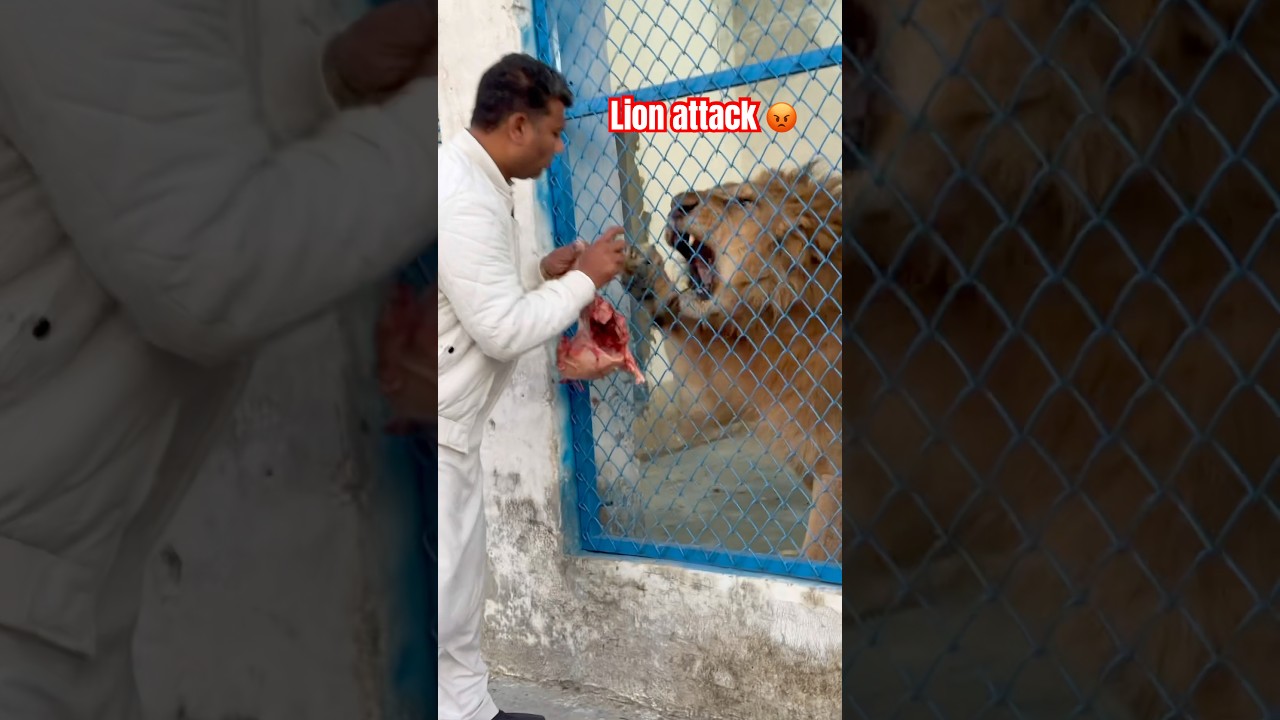 Lion food time 😡😱 