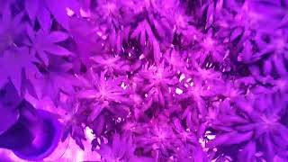 Da Camo Grower - I'm back! Garden update and shout outs to my subscribers who rode through with me 😎