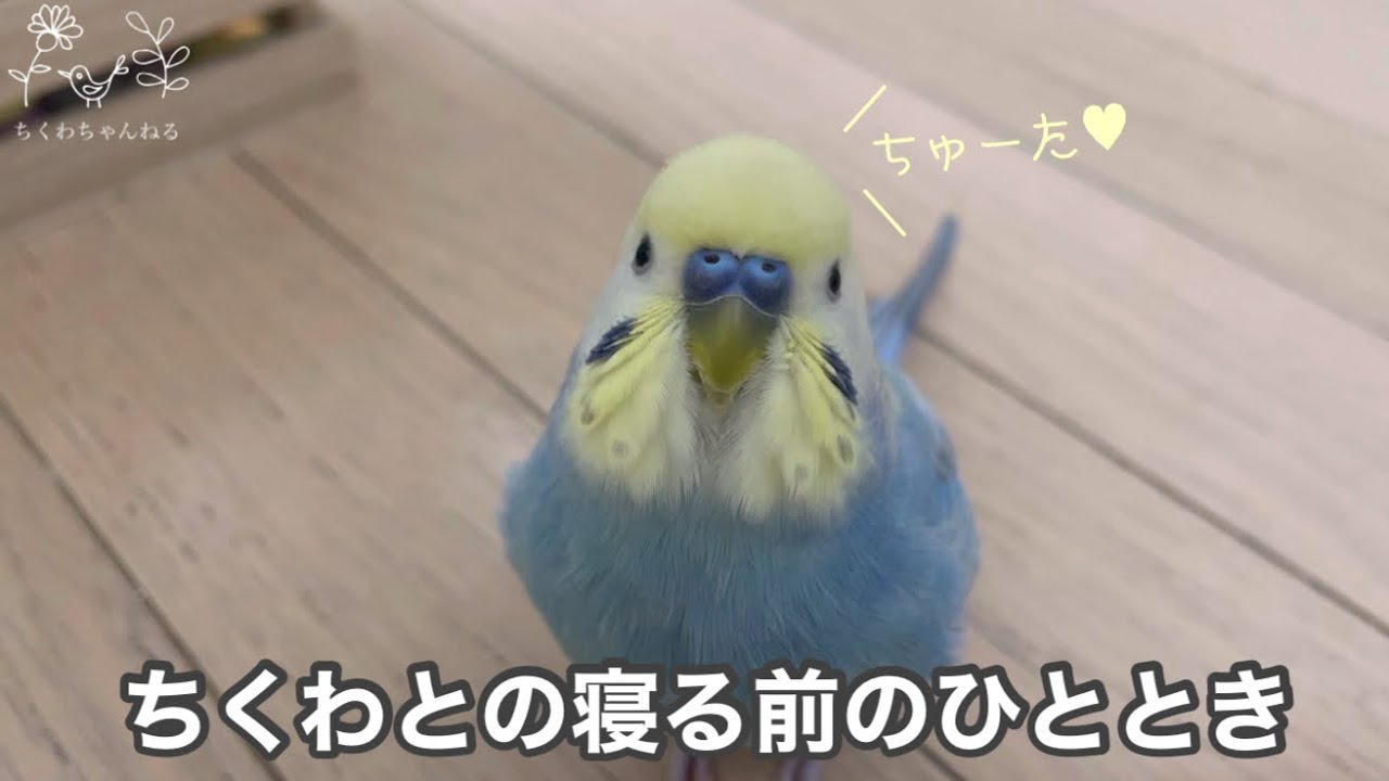 166 ちくわとの寝る前のひととき セキセイインコ 男の子 3歳 お喋り