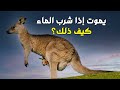 اكتشف العلماء حيوان لا يشرب الماء واذا شرب الماء يموت فكيف يتفق مع القران الكريم اكتشاف مذهل 