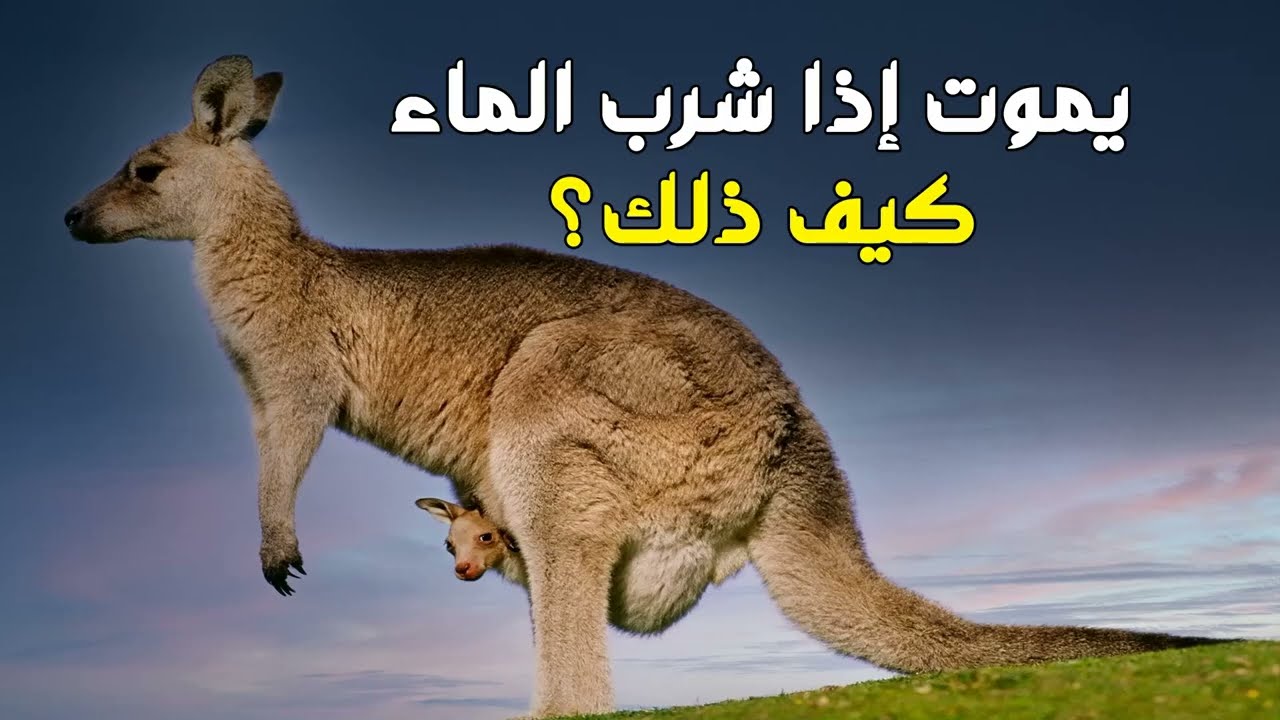 اكتشف العلماء حيوان لا يشرب الماء واذا شرب الماء يموت !! فكيف يتفق مع القران الكريم ؟ اكتشاف اكتشف العلماء حيوان لا يشرب الماء واذا شرب الماء يموت !! فكيف يتفق مع القران الكريم ؟ اكتشاف