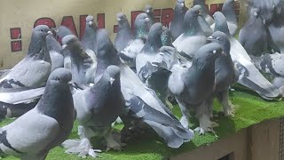 Tek Soy Kırılmamış Öz Sivas Kuşları En Az 30 Yıllık