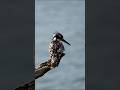 Have you seen this bird 🐦? Pied kingfisher! catching fish 🐟 in Godavari River! #shorts