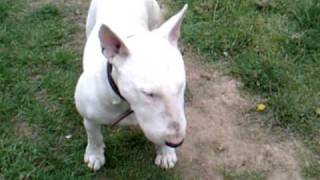 Bull Terrier obedience training. Tips on training your Bull breed dog.