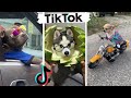 Cute Puppers & Funny Doggos ~ TikToks that make you go AWWW!