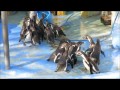 高岡古城公園動物園ペンギンの食事風景 の動画、YouTube動画。