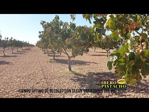 Βίντεο: Ποικιλίες φυστικιών Valencia - Συμβουλές για την καλλιέργεια φυστικιών Βαλένθια