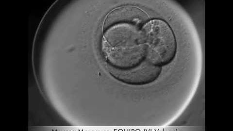 Embryo Development video