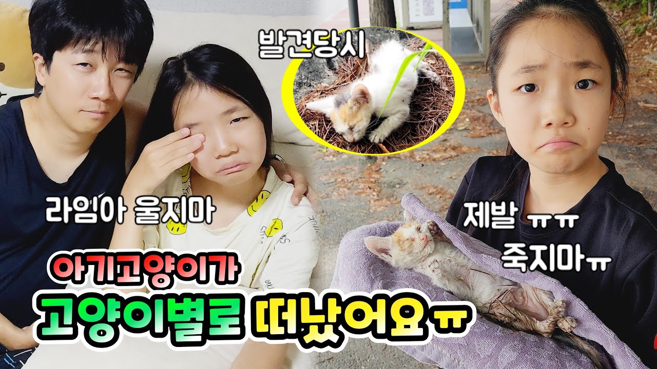 라임이가 구조한 아기고양이가 고양이별로 떠났어요 ㅠ 너무 슬퍼하는 라임이...힘내 라임아!  롤롤라임팸 가족일상 브이로그