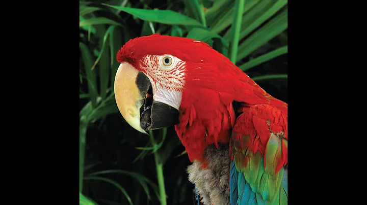 All Creatures Of Our God And King (O Sifuni Mungu)