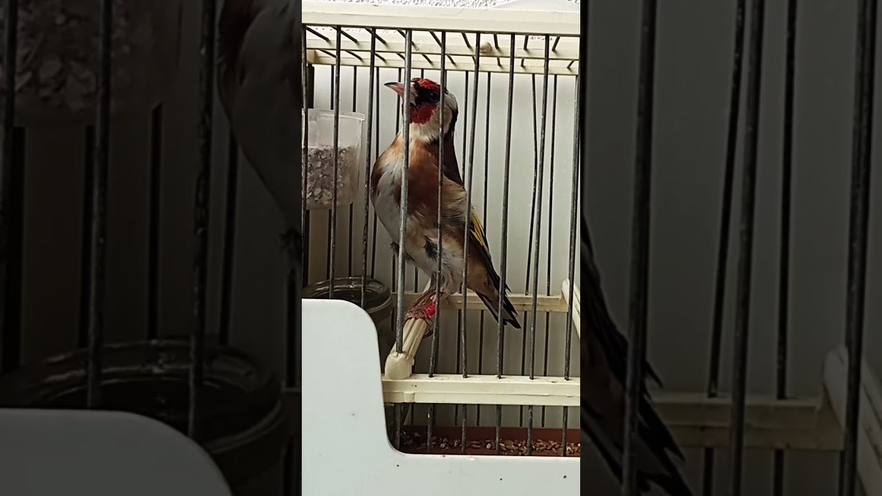 Estimulador pega jilgueros