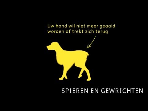 Video: Verlamming Door Laesie Van Het Ruggenmerg Bij Honden