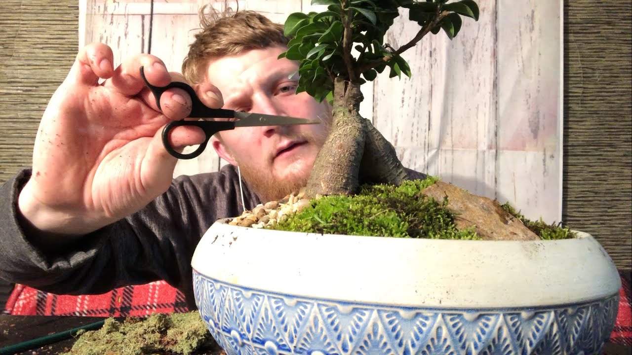 Zen Bonsai ASMR 