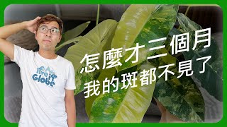 人工斑葉植物，宅栽帶你區分斑葉植物與藥斑植物 ep2