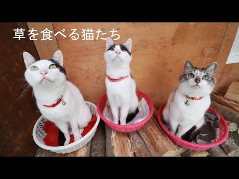 草を食べる3匹のかご猫　201001