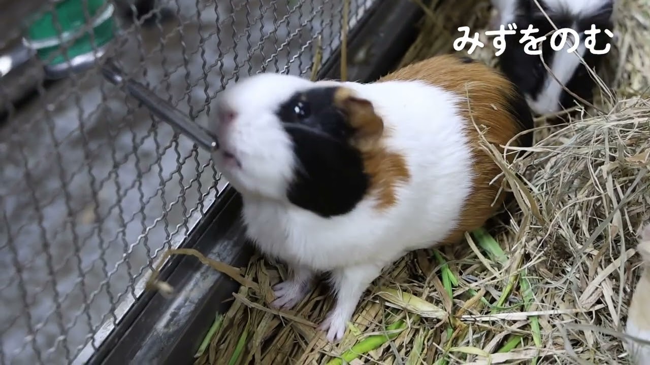 動物園水族園教材集「モルモットをみよう・しろう・なかよくなろう」