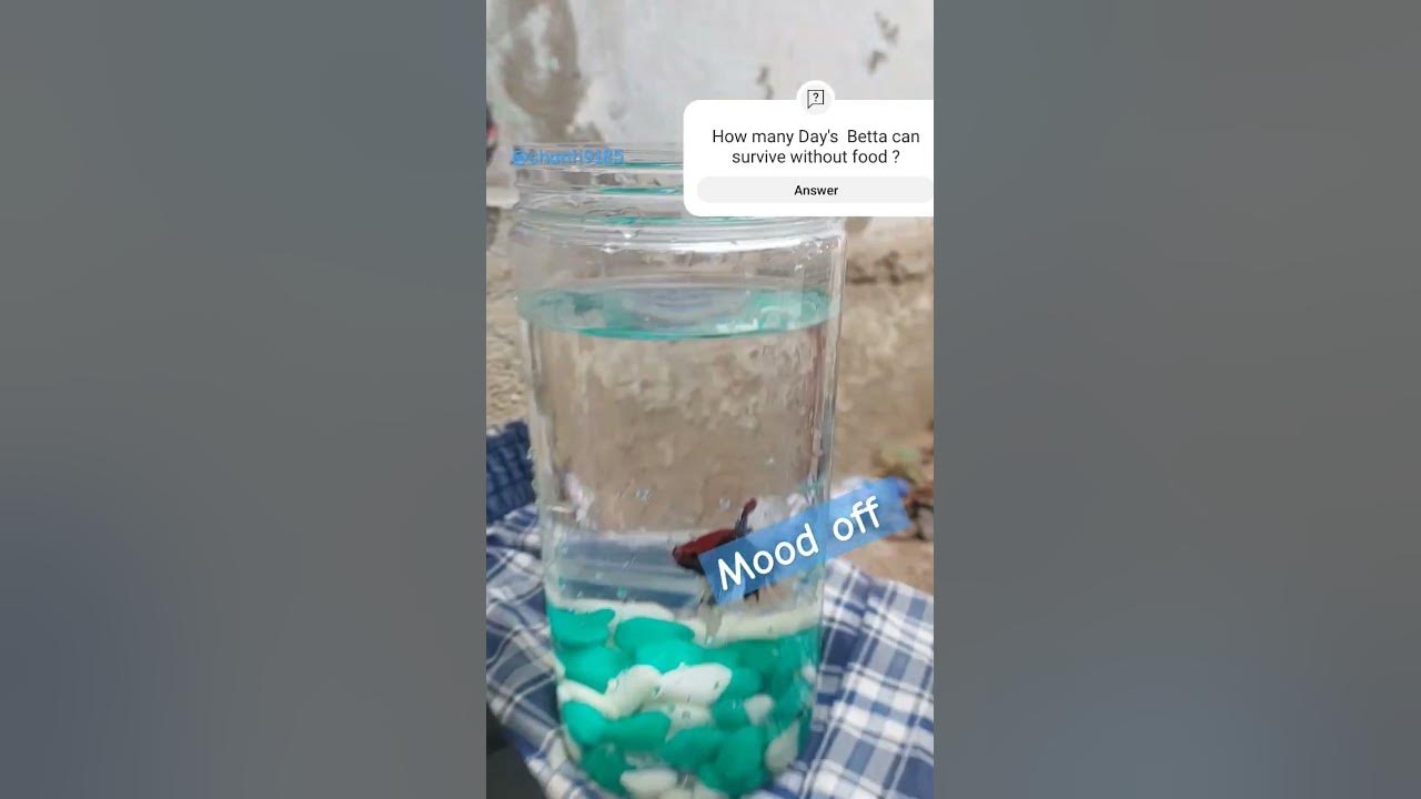 How many days betta can survive without food .I was totally shocked 😲 😯 🫨 bettafish 