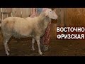 Бараны-производители Восточно-Фризской породы. Племрепродуктор - Ферма Покров