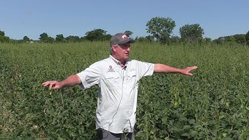 Late Season Scouting for Waterhemp, Palmer amaranth and Redroot pigweed