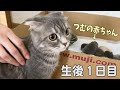 【生後１日目】スコティッシュフォールドつむの子猫の成長記録… first day, my cat and her 4 babies live together