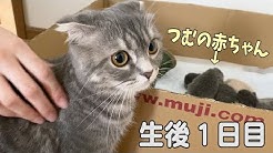 まんまる猫 つむチャンネル Youtube まんまる猫 つむチャンネル Youtube