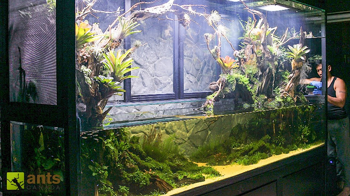 I Released FROGS Into My Giant Rainforest Vivariums