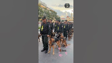 Rất nhiều cảnh khuyển tham gia nhiệm vụ lần này #respect #congannhandan #canhsatcodong #short