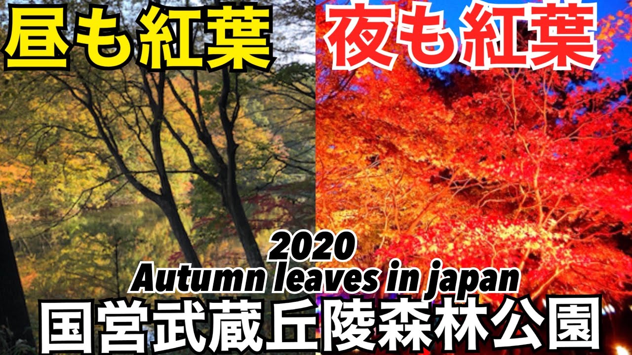 紅葉見ナイト 埼玉県の国営武蔵丘陵森林公園の紅葉 昼も夜も 東武東上線 Youtube