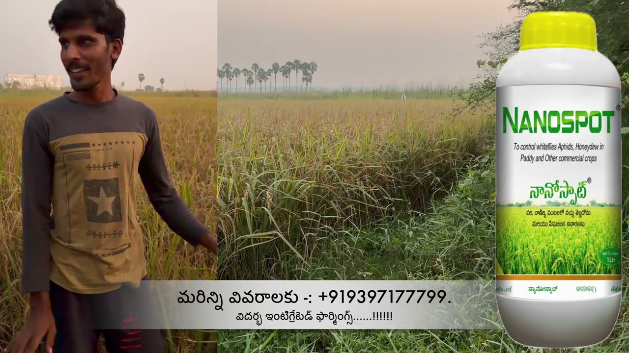 Naagireddi Durgarao gaaru paddy dommeru success story