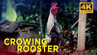 AYAM BERKOKOK, Suara Ayam Kampung I Rooster Crowing