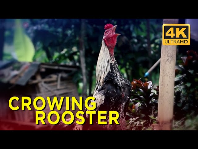 Rooster sounds | Rooster crowing sound | rooster crowing class=