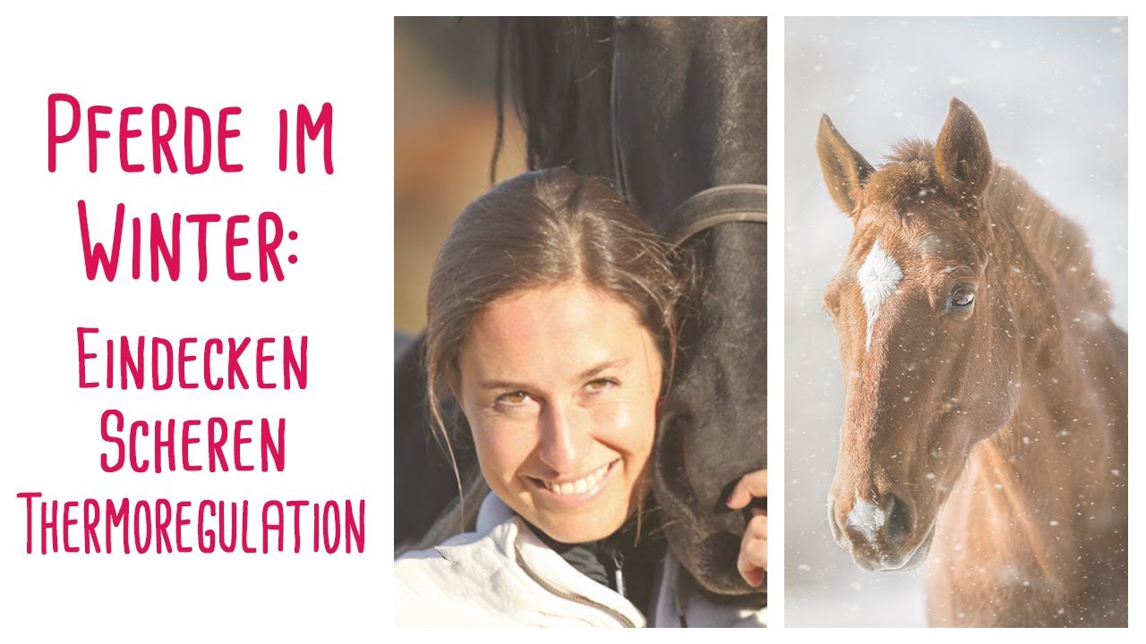 Pferde im Winter: Thermoregulation, Eindecken & Scheren - Herzenspferd