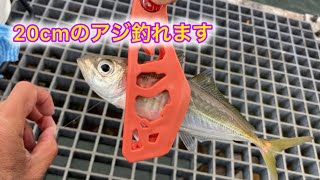 20cm big horse mackerel was caught.