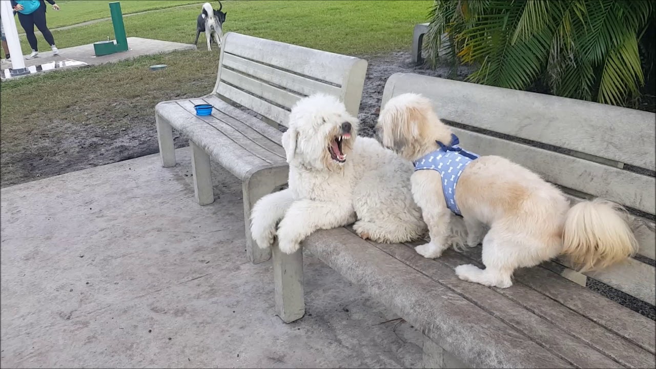 First Time At The Dog Park YouTube