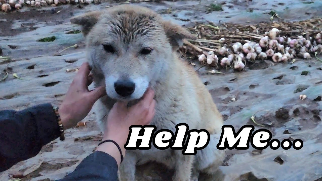 비 오는 밤.. 살고 싶었던 아이