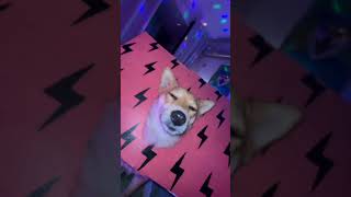 Download Lagu Dog can dance APT MP3 Download Lagu Dog can dance APT MP3