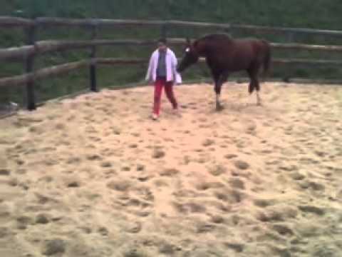 Video: Zakaj Arabski Konji Veljajo Za Posebno Pasmo