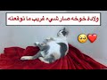 ولادة قطتي خوخه 🥺 ما توقعت كل هذا الحب ❤️