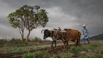 Farmer Realistic Photoshop Manipulation Tutorial
