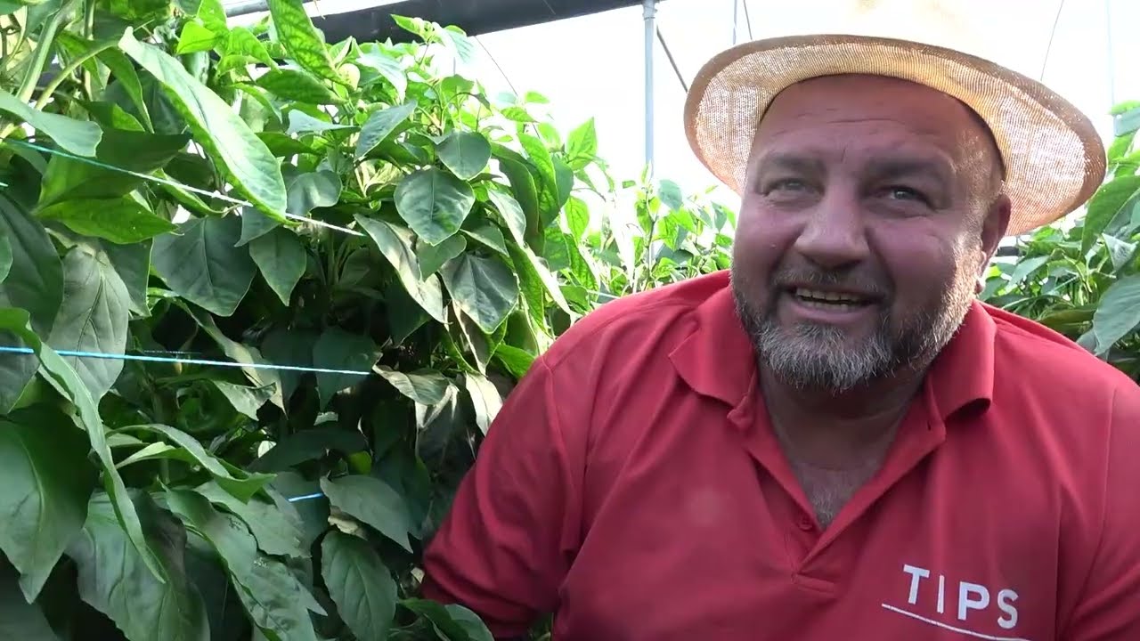 Legumicultura cu Ion de la Monor, Bistrita Nasaud - 2025 Nou!!!