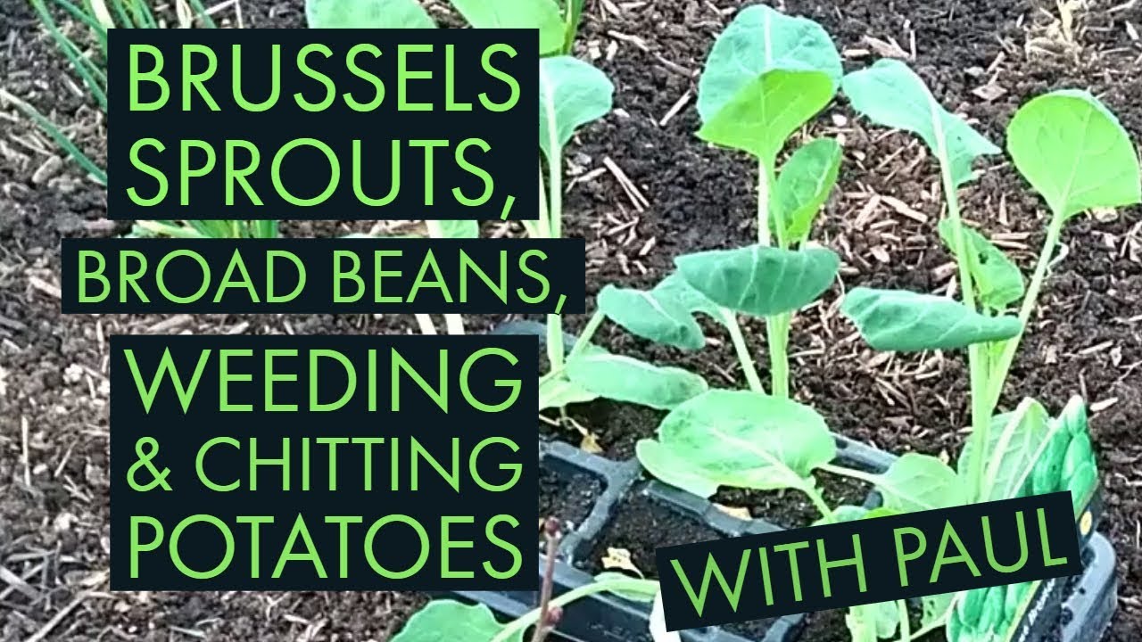 Lidl Brussels Sprouts, Weeding, Broad Beans, Chitting Potatoes & Chat, March 2019 YouTube