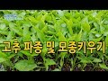 고추재배기술 #2 씨앗 파종방법 모종키우기 고추묘 만들기 [시골농부 천하대감]