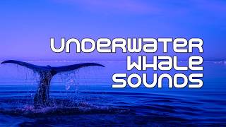 Alaska Underwater Whale Sounds | 1 HOUR | Sleep, relax, study